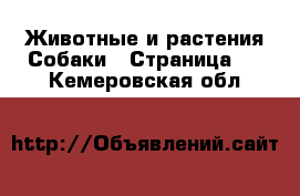 Животные и растения Собаки - Страница 5 . Кемеровская обл.